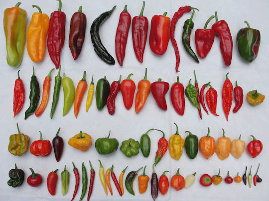 Πιπερι Παπρικα Κοκκινο Καγιεν Cayenne Pepper 1000 Gr