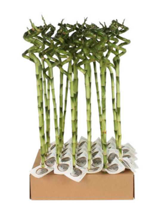 GreenArtStore Lucky Bamboo