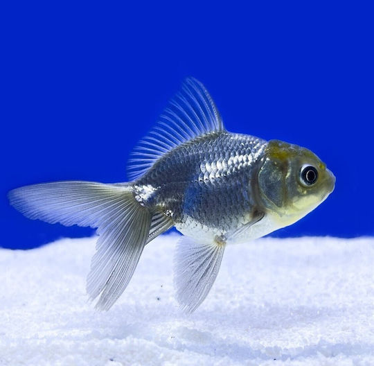 Ζωντανα Ψαρια Ενυδρειου & Λιμνης Goldfish Oranda Blue 6-7 Cm