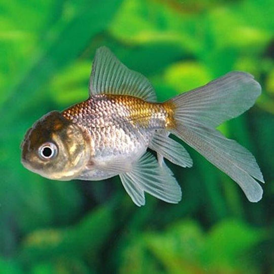 Ζωντανα Ψαρια Ενυδρειου & Λιμνης Goldfish Oranda Blue 6-7 Cm