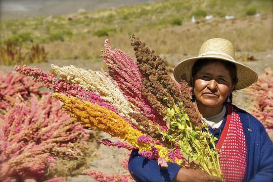 Quinoa White Seed Peru (quinoa Peru) 500 Gr