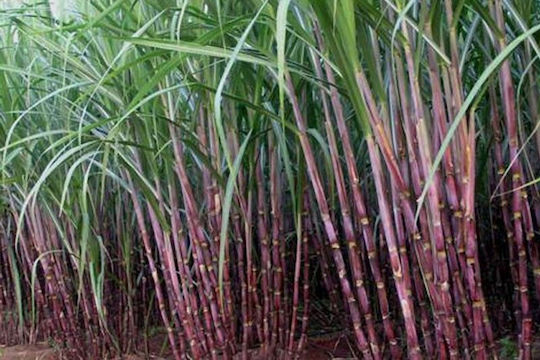 Kastanienzucker Demerara Guadeloupe 500 Gr