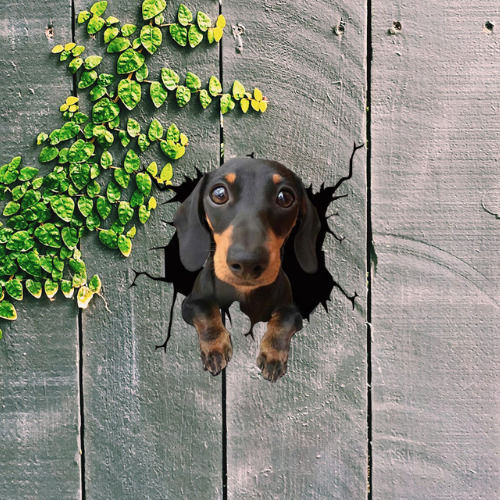 Autocolant decorativ Dachshund pentru casă sau mașină, autocolant premium, 30 X 30 Cm, oferte originale