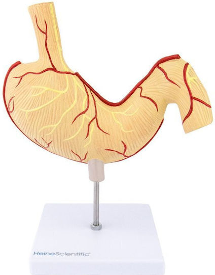 Heine Scientific Manechin de antrenament medical