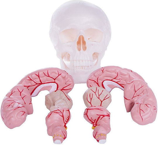Heine Scientific Manechin de antrenament Craniu/cap