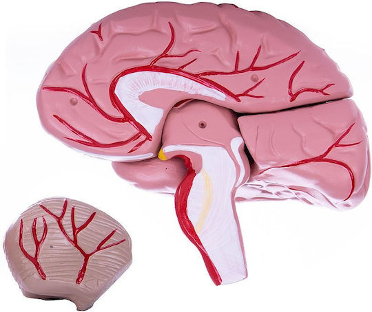 Heine Scientific Manechin de antrenament Craniu/cap