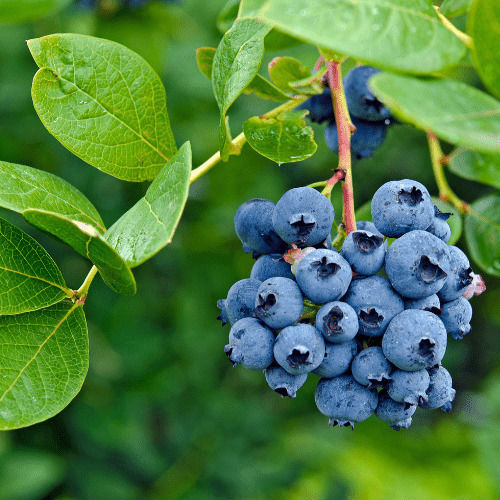 Blaubeeren Trockenfrüchte aus Amerika 200g