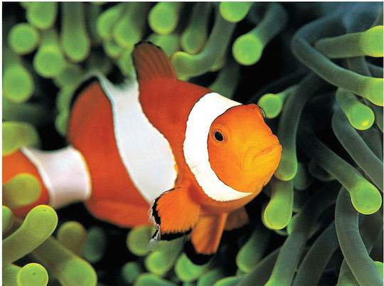Diamond Mosaic - Tapestry Rila Crafts, 30x40cm, Nemo - Clown Fish