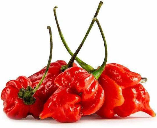 Πιπερια Trinidad Scorpion Chilli Ολοκληρη Μεξικου 50 Gr