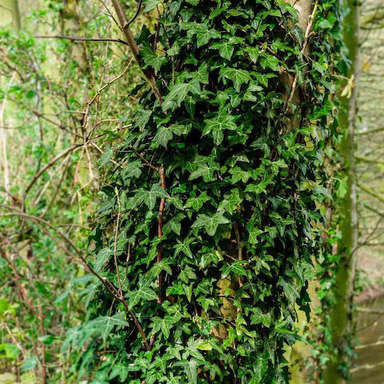 Ivy Plant Oil 500 Ml