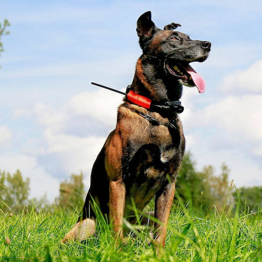 Dog Trace GPS GPS Elektrisches Hundehalsband mit Reichweite 300m
