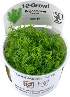 Tropica Pogostemon Erectus 1-2-Grow! Живо Аквариумно Растение Pogostemon 12009