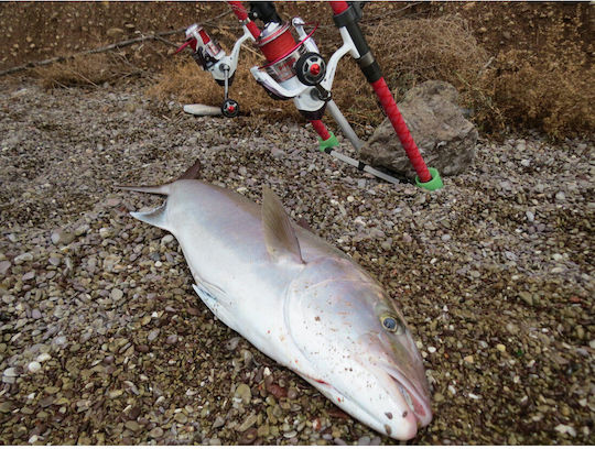 Pregio Νήμα Ψαρέματος 300m / 0.14mm / 8.2kg