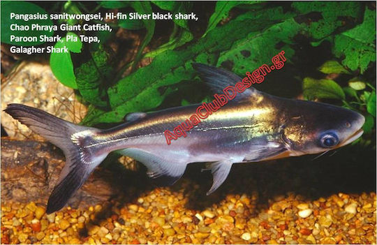 Ruinemans Aquarium Aquariumfisch