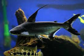 Ruinemans Aquarium Aquariumfisch