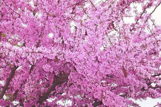 Judasbaum Cercis Canadensis Bonsai 50+ Saatgut