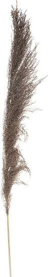 Pampas Getrocknetes Braun Pflanze 109cm 3Stücke Atmosphera
