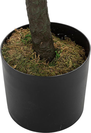 Fiddleleaf Baum im Freien 180cm Atmosphera