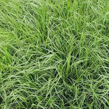 Rasensamen Festuca Arundinacea Troubadix 1kg