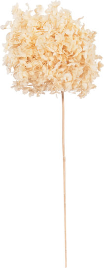Decorative Dried Hydrangea Flower Hm7954 Ecru 55cm Decorative Dried Hydrangea Flower Hm7954 Ecru 55cm