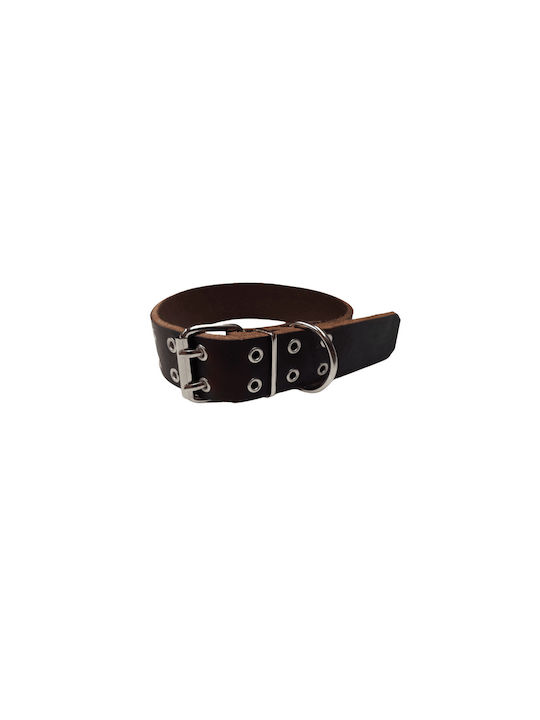 Pet Point Dog Collar