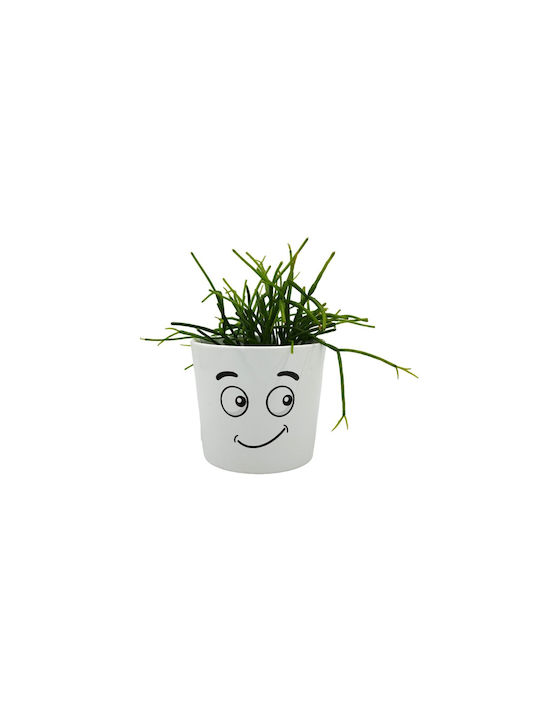 Σύνθεση Rhipsalis Κασπώ Φατσούλα Διπλή
