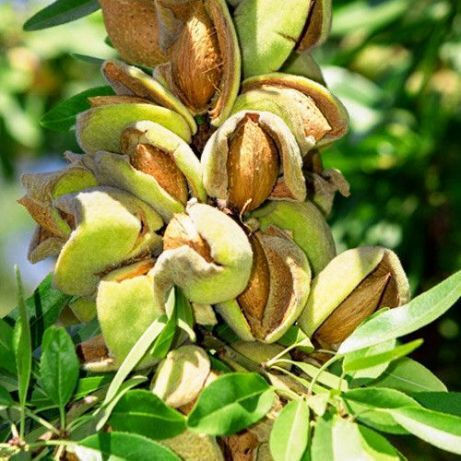 Greek Variety Almonds Fried with Salt 200 Gr