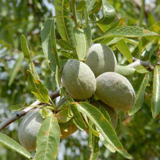 Αμυγδαλοψιχα Butte Padre Χωρις Αλατι Αμερικης 200 Gr