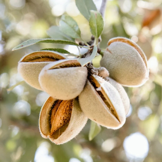 Αμυγδαλοψιχα Butte Padre Χωρις Αλατι Αμερικης 50 Gr