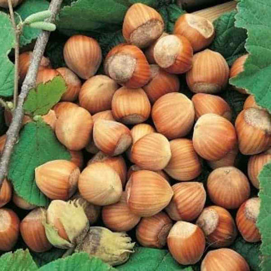 Griechische rohe Haselnüsse 14/16 aus Griechenland 100g