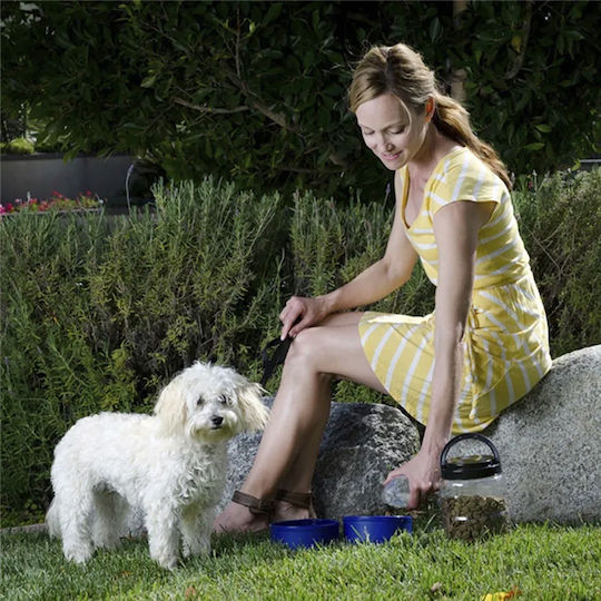 All For Paws Bowl Food & Water for Dog in Transparent Color