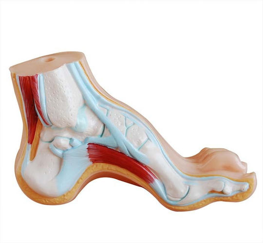 Normal Flat Curved Foot Manikin Set 3 Pieces