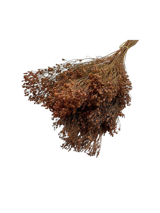 Dried Plant Grass Brown 1pcs