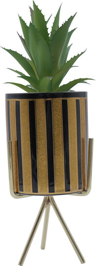 Aloe in Topfpflanze Braune Uncle George