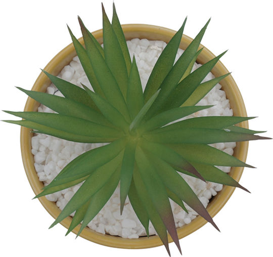 Sukkulente Pflanze in Topf Gelbe 17cm Uncle George