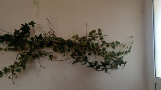 Decorative Ivy Garland
