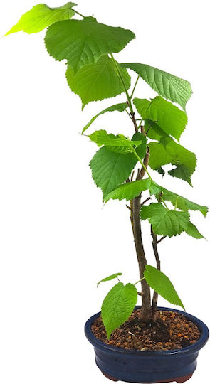 Μπονσάι Tilia Cordata Φιλύρα Φλαμουριά