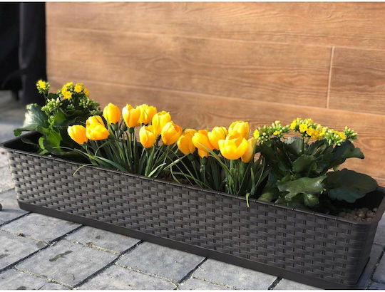 Prosperplast Topf Kunststoff Anthracite 68.5x17.3x15cm.