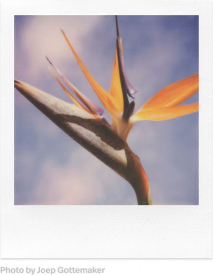 Polaroid Color SX-70 Instant Film (8 Exposures)