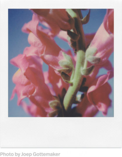 Polaroid Color SX-70 Instant Film (8 Exposures)