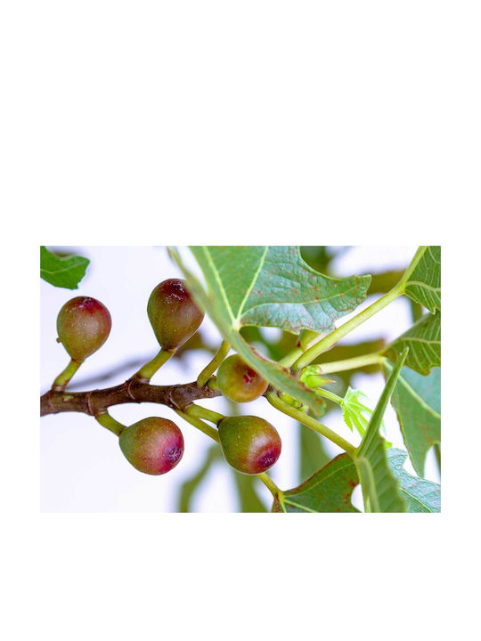 Ficus 'little Miss Figgy' 15cm