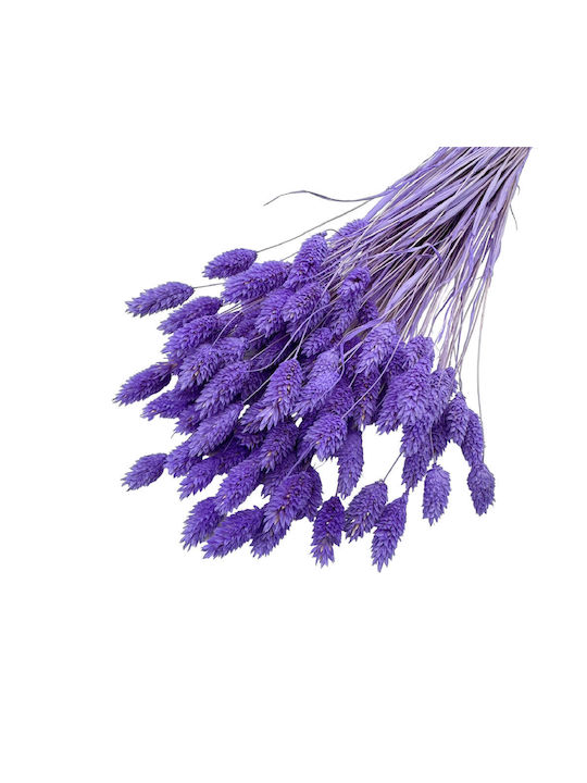 Dried Plant Grass Purple 1pcs