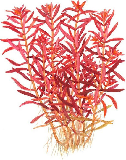 Tropica Rotundifolia Lebende Aquariumspflanze Rotala
