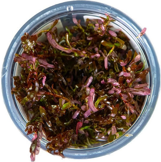 Tropica Rotundifolia Lebende Aquariumspflanze Rotala