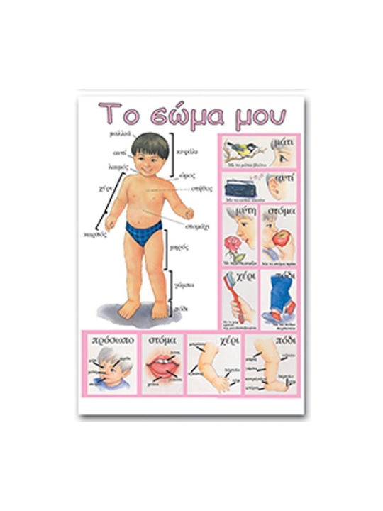 Next Educational Kids Poster My Body 50x70cm 3 pcs