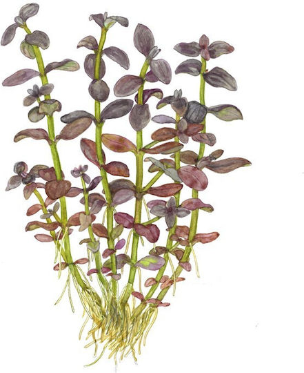 Tropica Живо Аквариумно Растение Bacopa