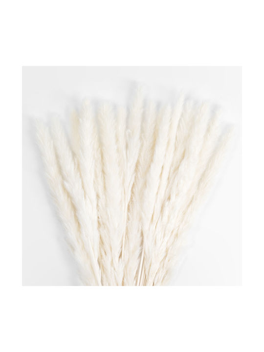 Dried Plant Pampas Grass Beige 50cm GloboStar