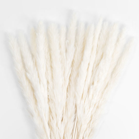 Dried Plant Pampas Grass Beige 50cm GloboStar