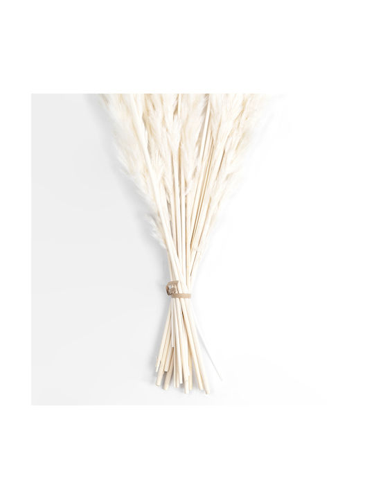 Dried Plant Pampas Grass Beige 50cm GloboStar