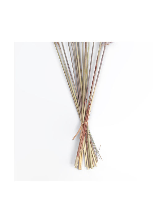 Dried Plant Pampas Grass Brown 50cm GloboStar